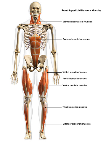 3D Rendering of Male Full Body Superficial Network Muscles Front View Isolated on White Background with Skeletal Bones and Text Labeling