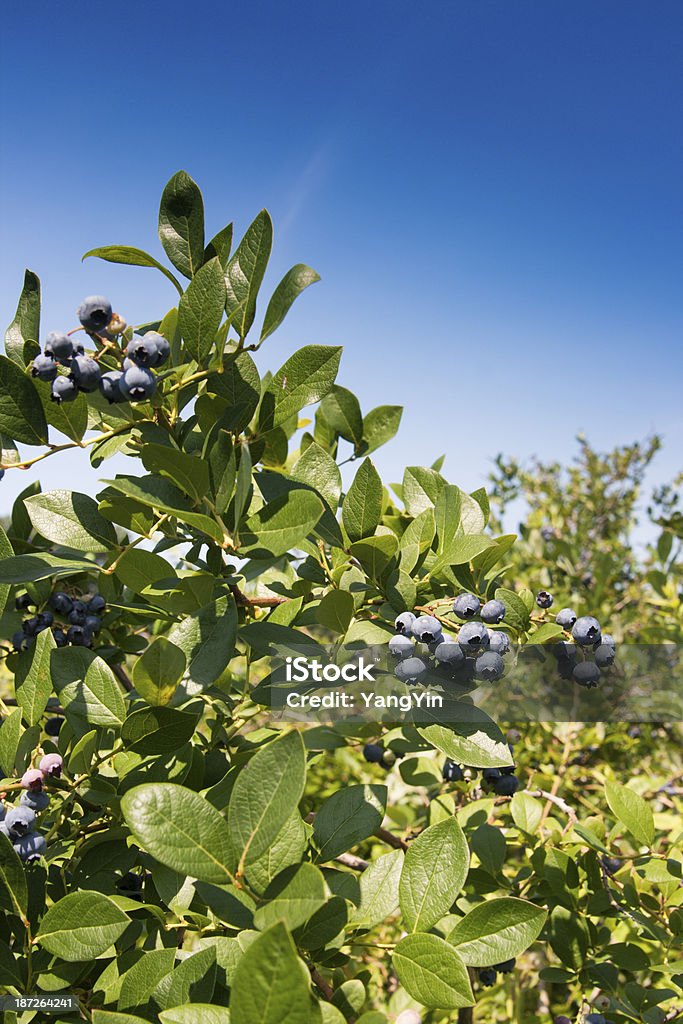 Généreux, mûres bleuets groupes sur Bush, parfait pour l'été, prenez l " - Photo de Michigan libre de droits