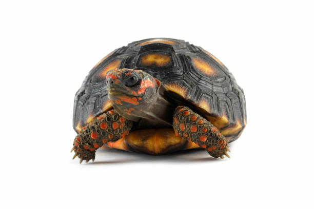 istock Cherry head red-footed tortoises, Chelonoidis carbonarius 1872653131