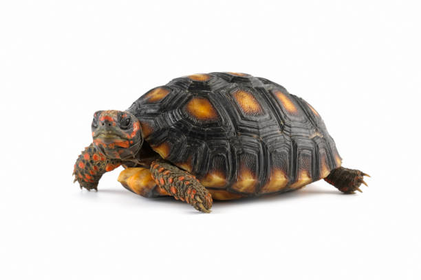istock Cherry head red-footed tortoises, Chelonoidis carbonarius 1872653134