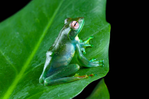 istock Rhacophorus dulitensis, Jade tree frog sitting on leaves 1872653139