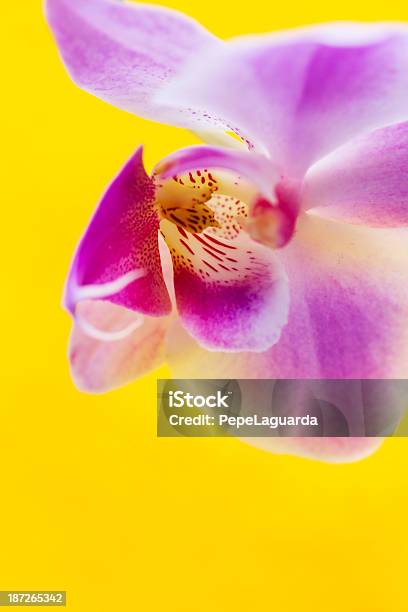 Foto de Macro De Flores De Orquídea Em Fundo Amarelo Vívido e mais fotos de stock de Amarelo
