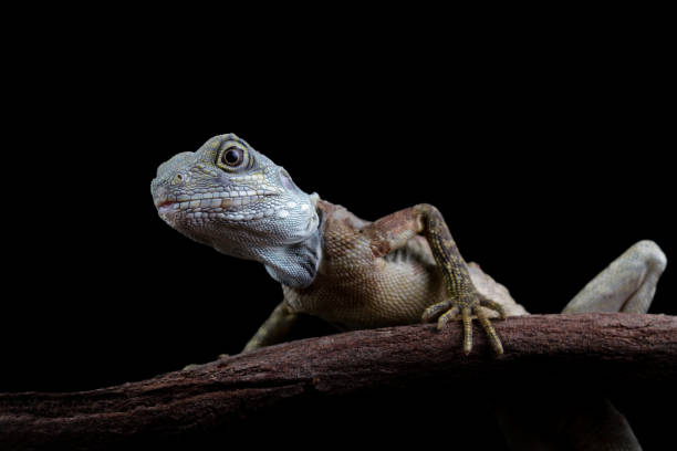 istock Close-up of a hypsilurus magnus forest dragon lizard 1872654162