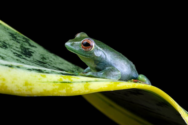 istock Rhacophorus dulitensis, Jade tree frog sitting on leaves 1872655198
