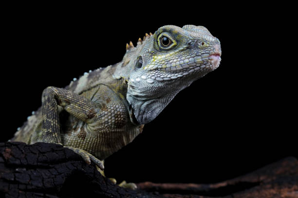istock Close-up of a hypsilurus magnus forest dragon lizard 1872655208