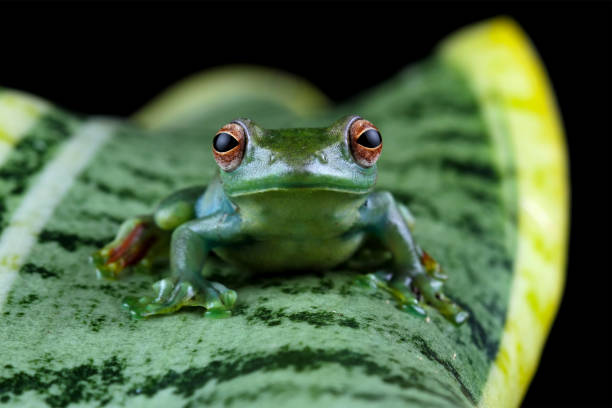 istock Rhacophorus dulitensis, Jade tree frog sitting on leaves 1872655224