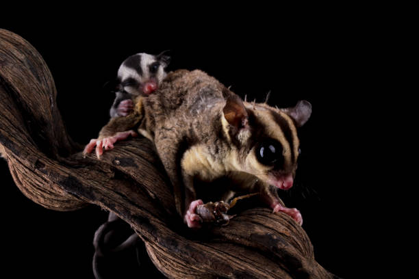 istock sugar glider is carrying a child 1872655769