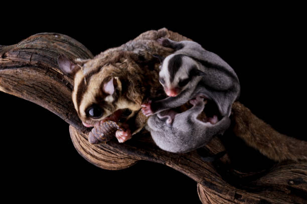 istock sugar glider is carrying a child 1872655778