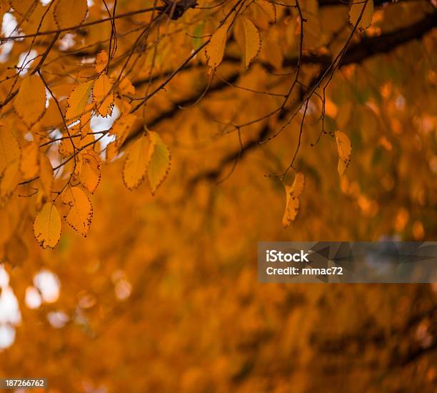 가을 낙엽 10월에 대한 스톡 사진 및 기타 이미지 - 10월, 11월, 9월