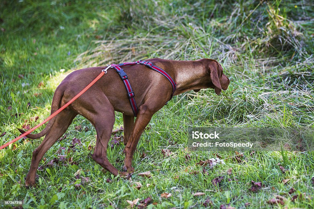 Bluthund Hund - Lizenzfrei Bildkomposition und Technik Stock-Foto