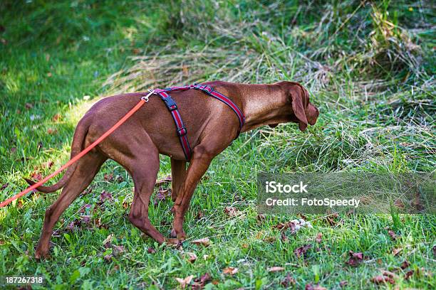 Bluthund Hund Stockfoto und mehr Bilder von Bildkomposition und Technik - Bildkomposition und Technik, Bildschärfe, Bluthund