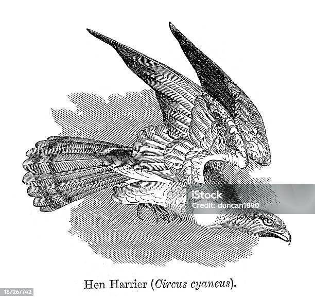 Hen Harrier Stock Illustration - Download Image Now - 19th Century, Animal, Animal Themes