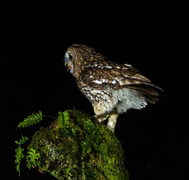 Tawny owl [Strix aluco]