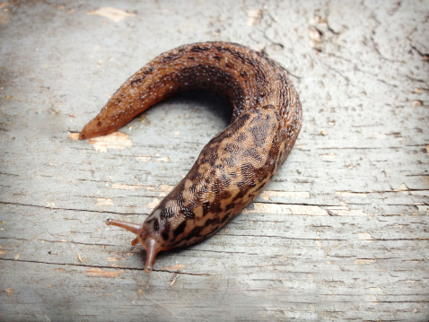 A close up of a slimy slug crawling on the ground.  Photo taken with an iPhone 4s.