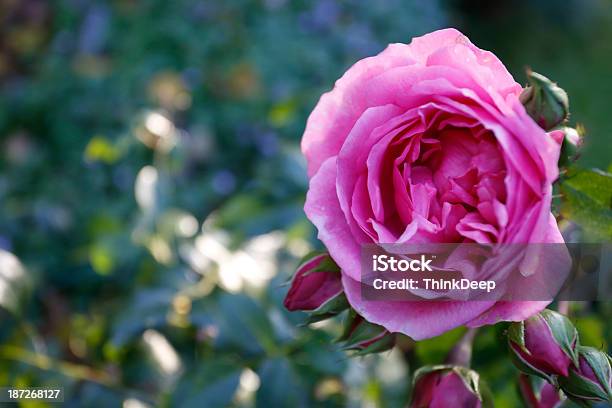 Rose With Blurred Background Stock Photo - Download Image Now - Beauty In Nature, Bud, Colors