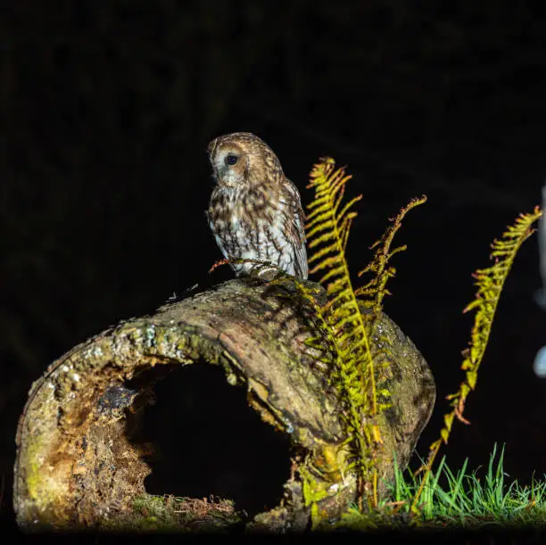 Tawny owl [Strix aluco]
