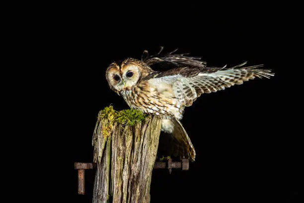 Tawny owl [Strix aluco]