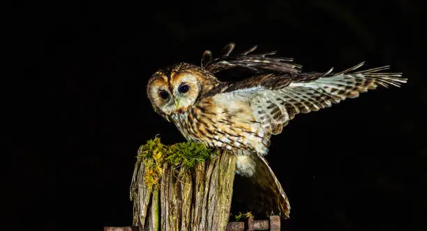 Tawny owl [Strix aluco]