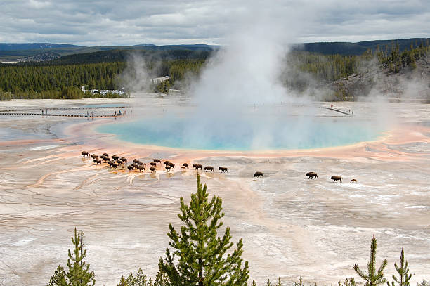 istock Bison Crossing Grand Primatic Spring Midway Geyser Basin Yellowstone Park 187268296