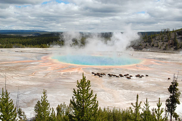 istock Grand Primatic Spring Bison Midway Geyser Basin Yellowstone National Park 187268298