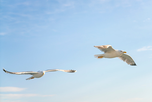 Seagulls flying by the lighthouse in Kolobrzeg, Poland.