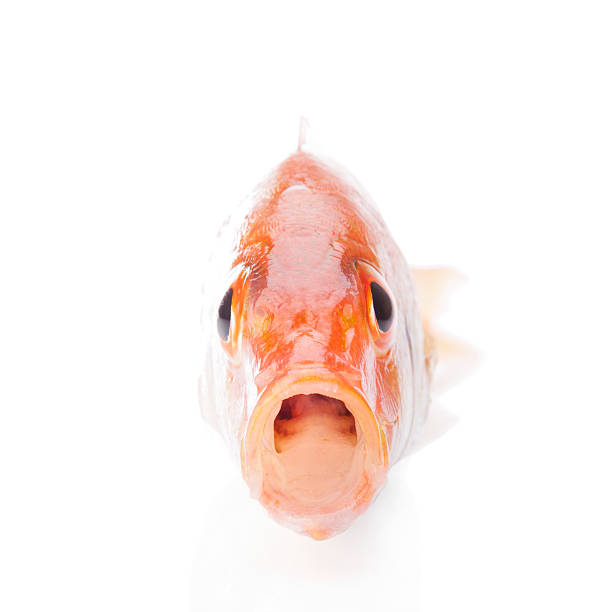 Open mouth fish. stock photo