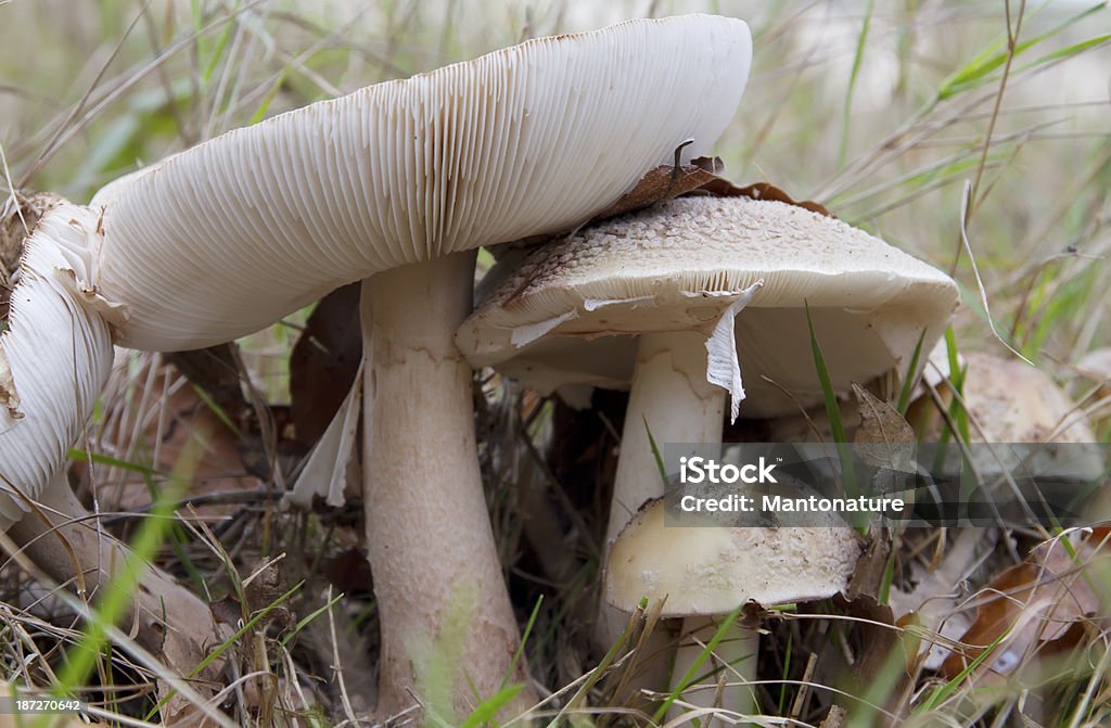 Blusher (Amanita rubescens - Foto stock royalty-free di Ambientazione esterna