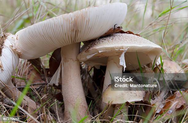 Blusher Amanita Rubescens - Fotografie stock e altre immagini di Ambientazione esterna - Ambientazione esterna, Autunno, Bellezza naturale