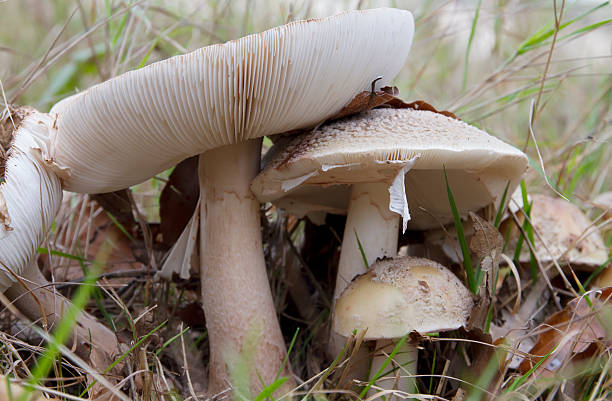 Blusher (Amanita rubescens) Amanita rubescens ( amanita rubescens stock pictures, royalty-free photos & images