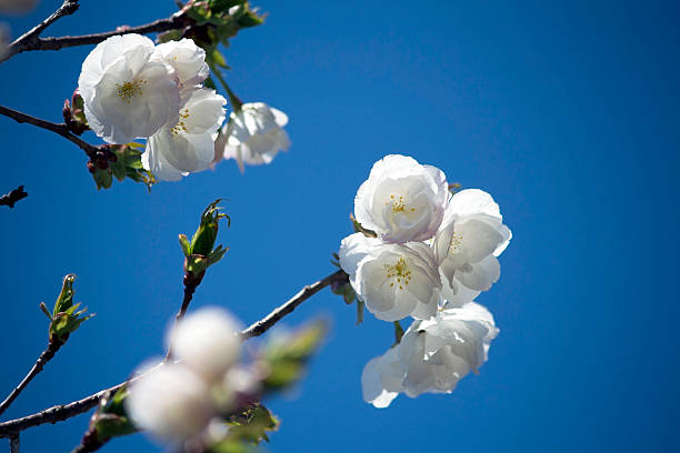 White Cherry Blossoms in full bloom stock photo