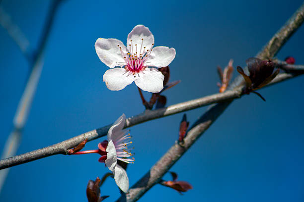 Cherry Blossom stock photo