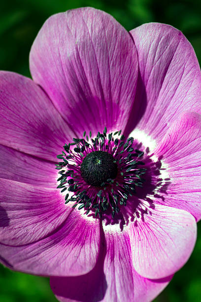 Purple Poppy in Bloom stock photo