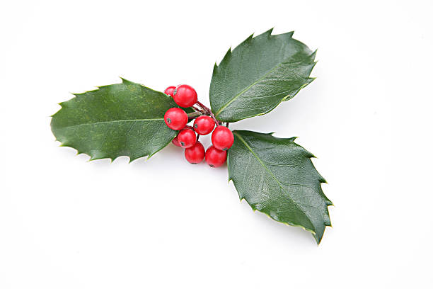 istock Sprig of Holly on White 187270718