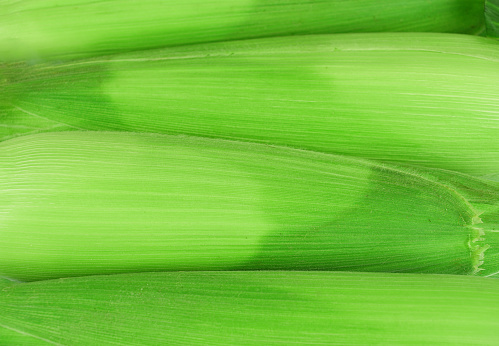close up on fresh green corn husk background