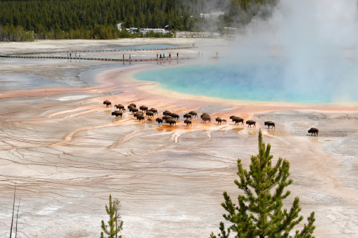 Colorful Grand Prismatic Spring sending hot steam skyward with a passing bison herd in the Midway Geyser Basin of Yellowstone National Park, Wyoming, USA.