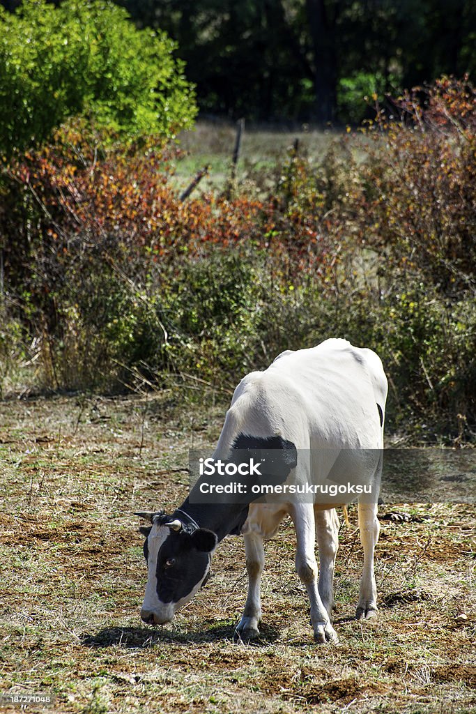 vache - Photo de Agriculture libre de droits