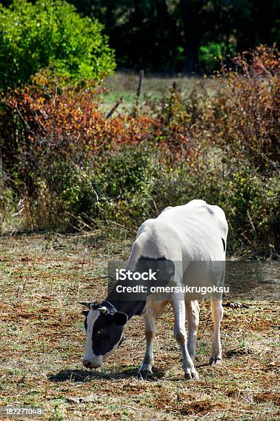 Foto de Vaca e mais fotos de stock de Agricultura - Agricultura, Ajardinado, Andar