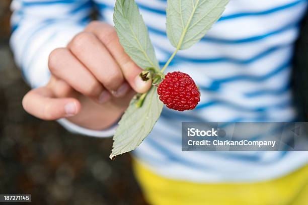 Photo libre de droit de Mûre Framboise banque d'images et plus d'images libres de droit de Cueillir - Cueillir, Framboise, 8-9 ans