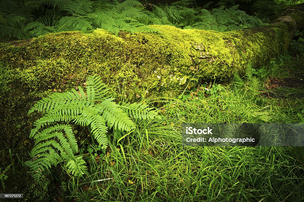 Bracken wachsenden im Lake District dry stone wall - Lizenzfrei Adlerfarn Stock-Foto