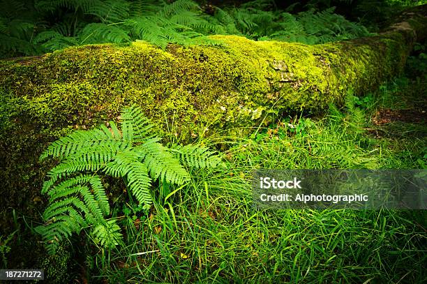 Feto De Crescer Em Lake District Seco Muro De Pedra - Fotografias de stock e mais imagens de Ao Ar Livre