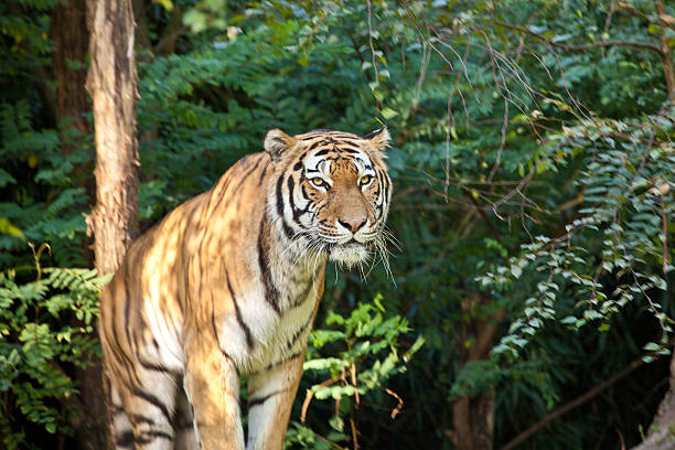 Siberian Tiger cub with reaching paw and protruding claws on wooden tree stump. 