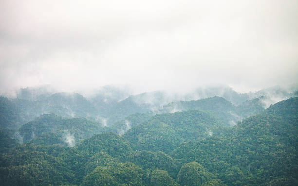 selva hills. - tropical rainforest jamaica tropical climate rainforest imagens e fotografias de stock