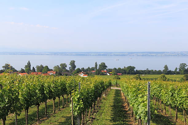 viñedo en hagnau - hagnau fotografías e imágenes de stock