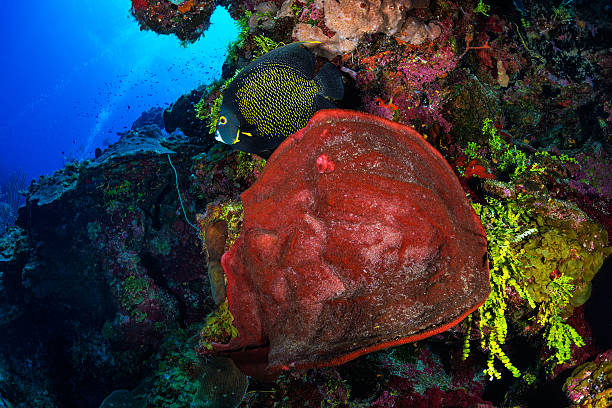 istock The sea wonders 187271514