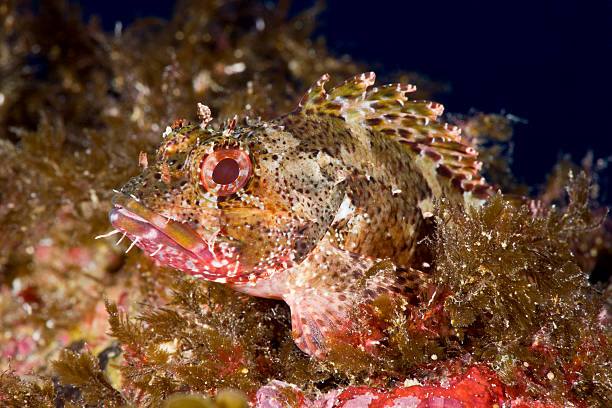 istock Dwarf rockfish - Scorpaena loppei 187271664