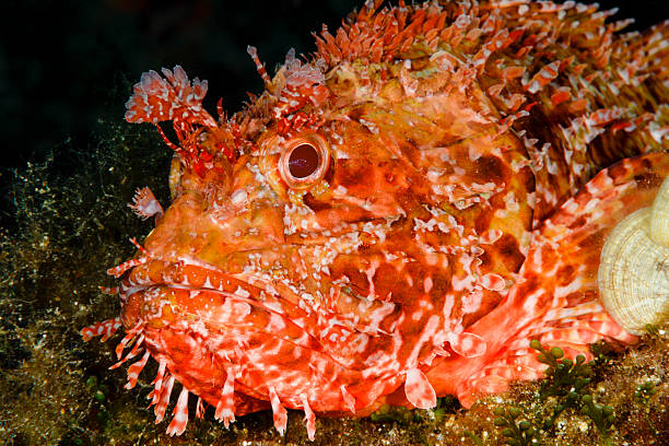 istock great rockfish - scorpaena scofra 187271709