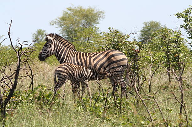 Zebra alimentação de bebê - foto de acervo