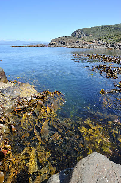 istock Beach Water in Bruny Island, 187272463