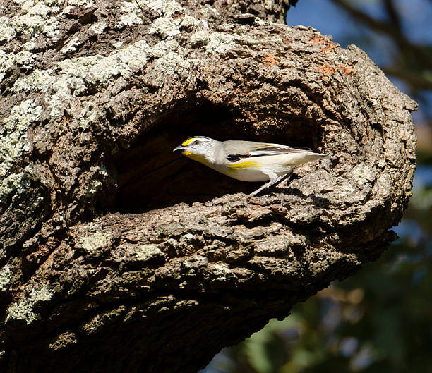 Striated pardalote at nest entrance stock photo