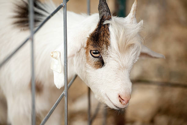 istock Farm Goat Peeking Head Though Fence 187273176